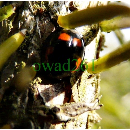 Exochomus quadripustulatus (Linnaeus, 1758) Gałecznik czteroplamek